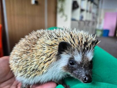 Nový spolupracovník - ježko Eugen