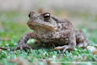Aj žabky chcela cvičiť...
