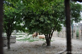 V oáze sibírskeho tigra