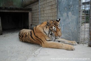 V oáze sibírskeho tigra