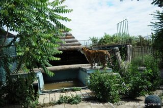 V oáze sibírskeho tigra