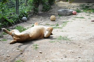 V oáze sibírskeho tigra