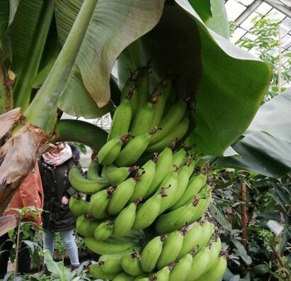 Exkurzia botanicka zahrada BA