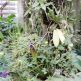 Exkurzia botanicka zahrada ba - IMG_20191213_102845