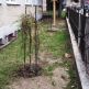 Urobme školu zelenšou - 2019-10-urobme-skolu-zelensou-42